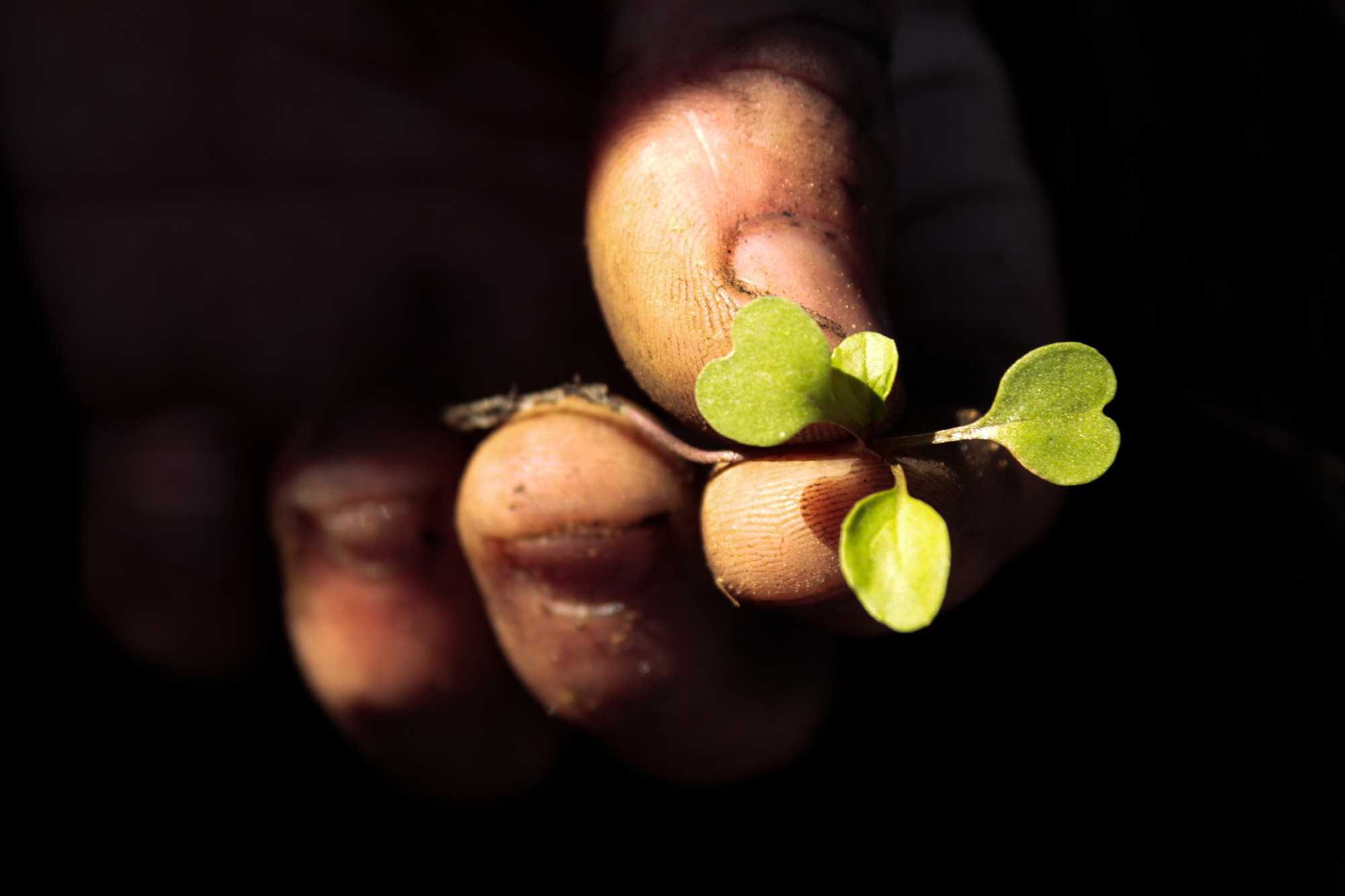 Cultivando o futuro!